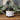 Luminous Lavendar TALLOW BODY BUTTER